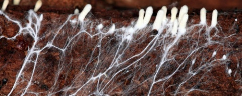 Znáte už mykorhizní houby?