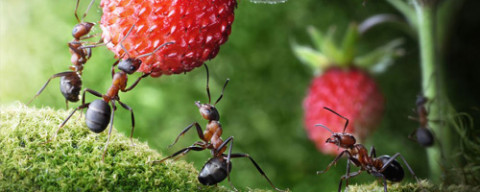 Mravenci na zahradě i v bytě? Poradíme vám jak na ně
