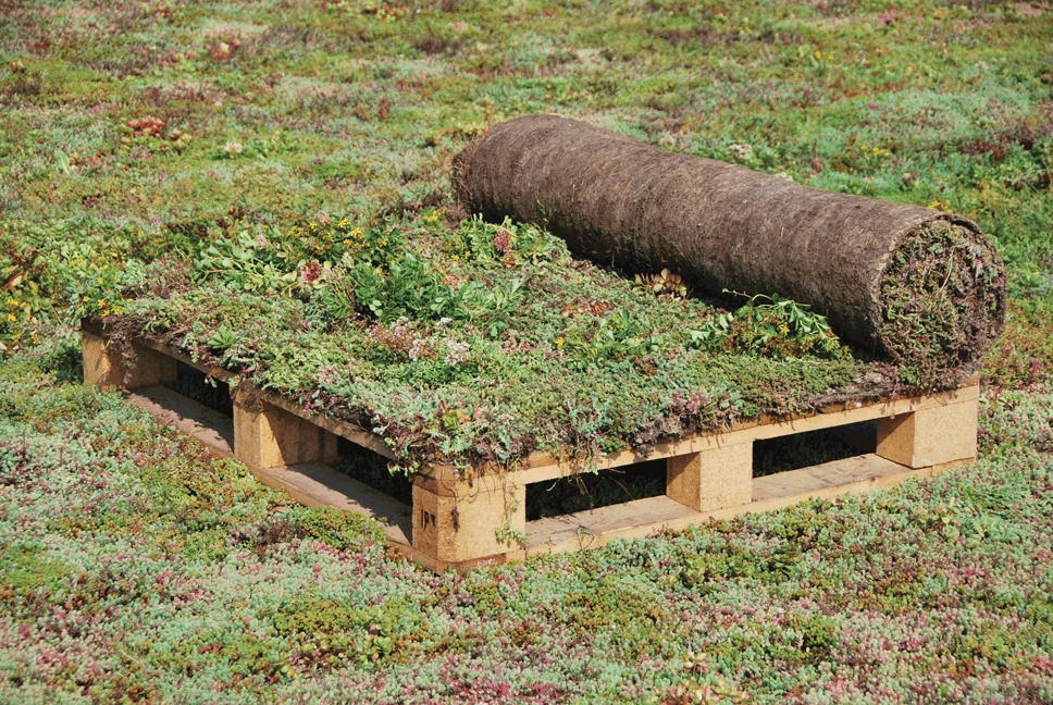 Levně Rozchodníkové koberce 51 - 200 m2