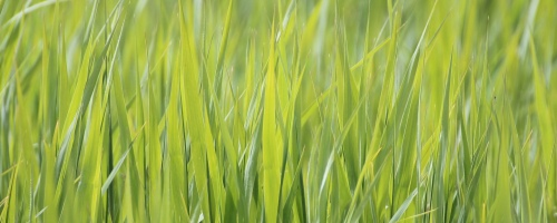 Jak na hnojení trávníku s dlouhodobými hnojivy ICL 