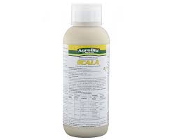 Scala 1 l