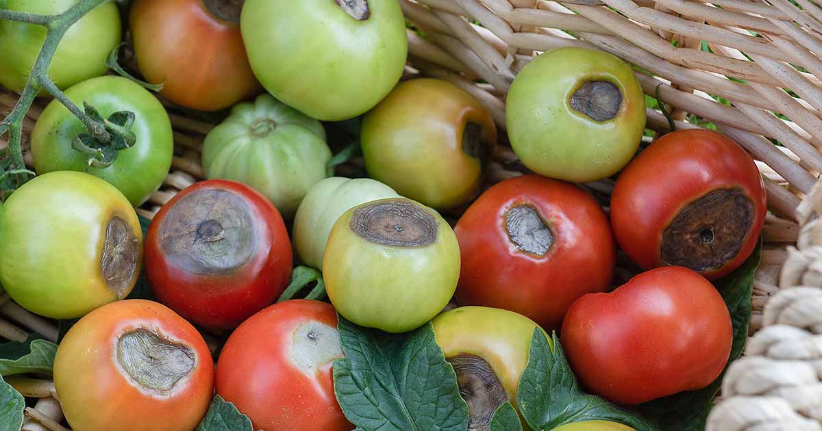 Rajčata - choroby a škůdci - plíseň bramborová a jiné